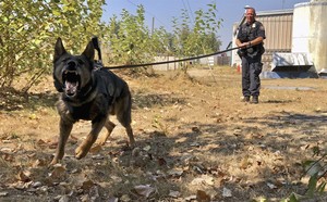 Homeless Dog Evades Euthanasia, Joins the Border Patrol 
