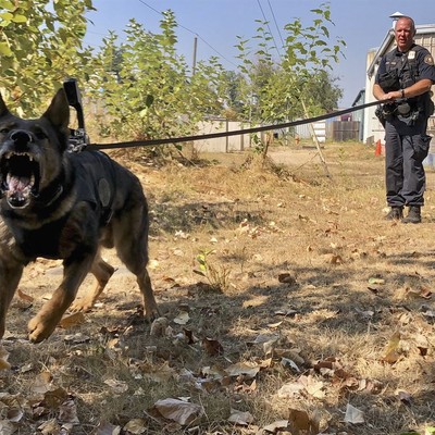 Homeless Dog Evades Euthanasia, Joins the Border Patrol 