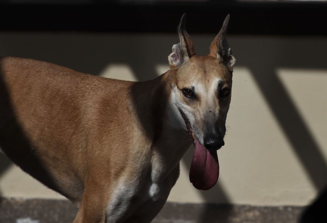 Have Dogs Become America's New Golden Calf? - Vimarsana News