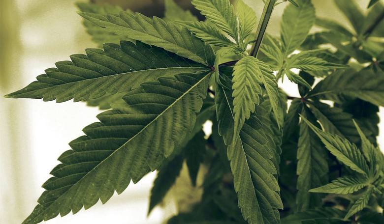 Marijuana, Mental Illness and Violence