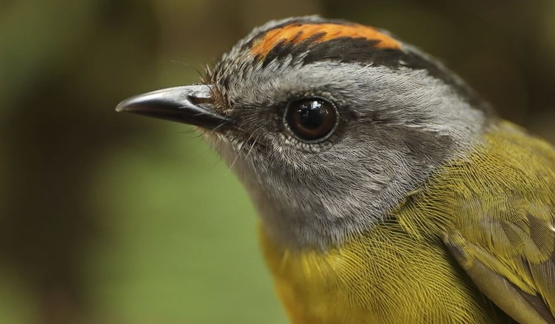 Environmentalists Want to ‘Decolonize’ English-Named Birds