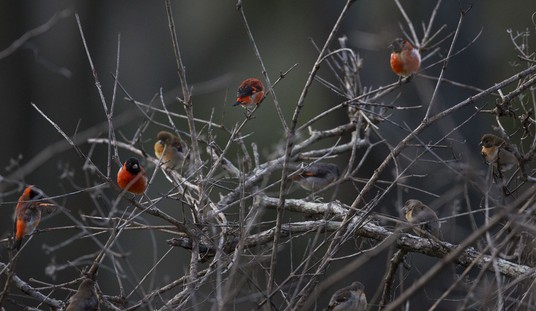 Bird-Watching While Black