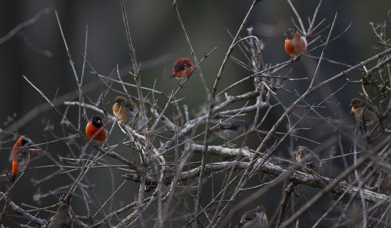 Bird-Watching While Black