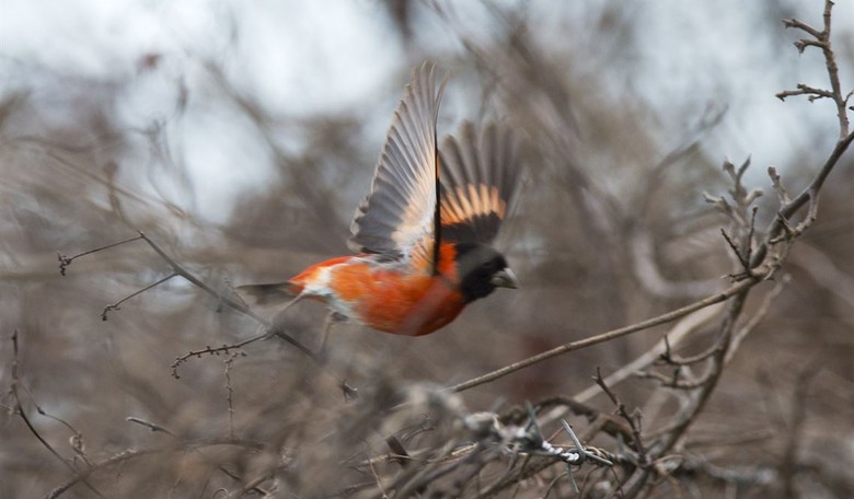 Bird Brained: American Ornithological Society To Change ‘Exclusionary’, ‘Offensive’ Bird Names