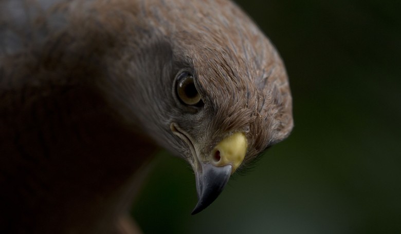 2.9 Billion Bird Deaths Linked to Solar, Wind