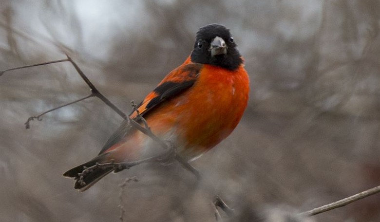 Woke Bird Fanatics Aim to Endanger an Entire Species: Birds Named After Dead Racists