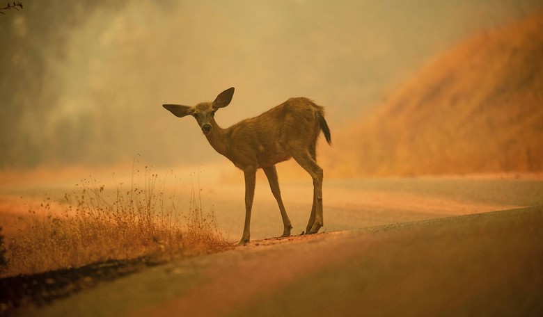 Arlington County Deer Management Plan Should Prioritize Lawful Hunting 