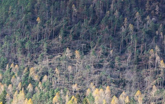 Chinese Co. to Raze Trees to Build Michigan EV Battery Plant, Claims Locals Spreading 'Misinformation' - Vimarsana News