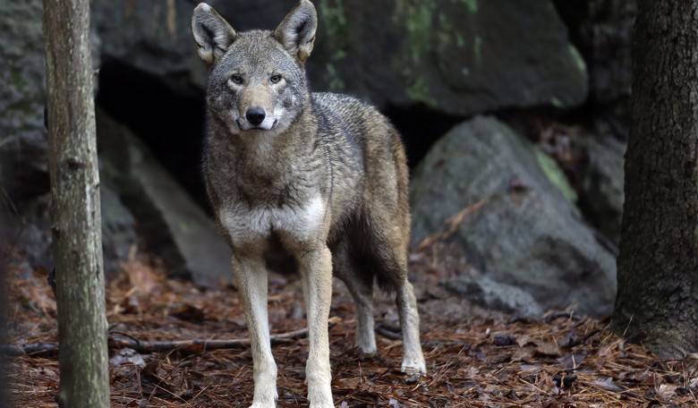 Supervised Hunt Posed No Risk to Survival of the Wolf    