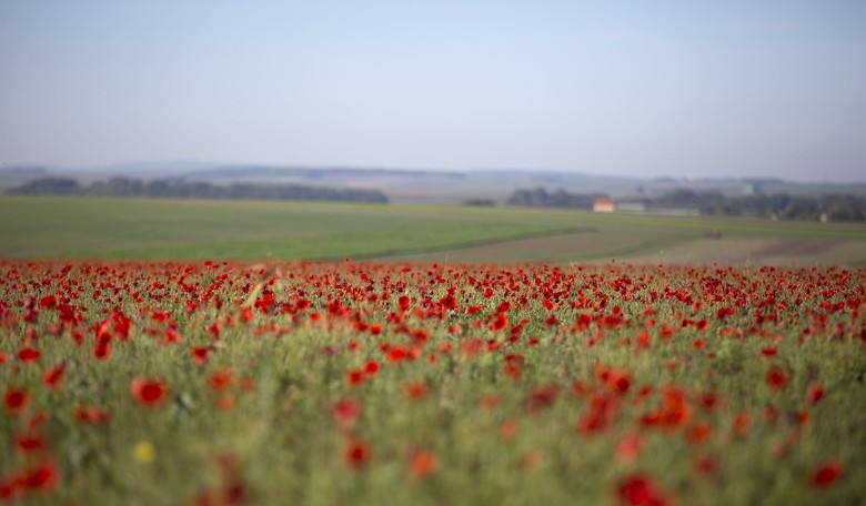 Poppies of Flanders Fields