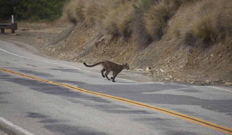 A $114 Million Wildlife 'Bridge to Nowhere'? Only in Gavin Newsom's California.