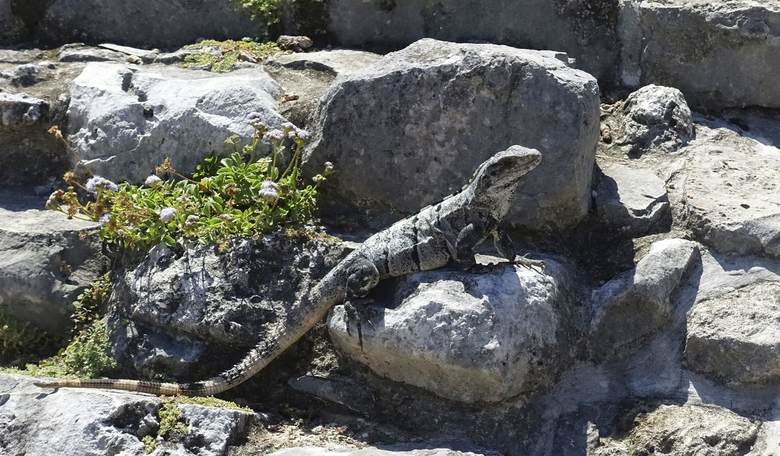 NO-Maste: Florida Man Injured When Iguana Falls on Face During Yoga Class
