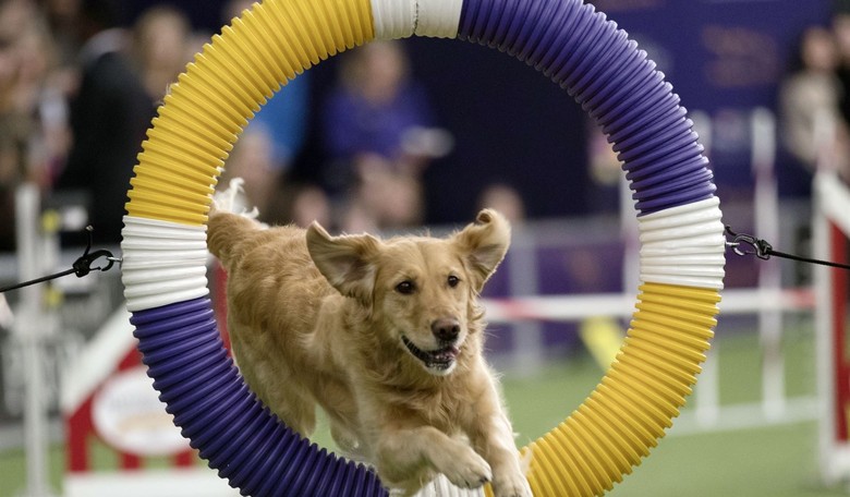 Missouri’s Redistricting Fight Gets an Assist From…Disney’s ‘Air Bud’?!