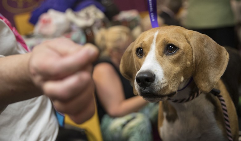 Dogs Have Their Day in Our Politicized Society