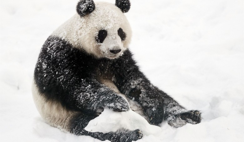 WATCH: Adorable Pandas Play in the Snow As Winter Storm Hits the U.S. 