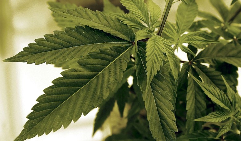 Federalists Can't Support a Cannabis Crackdown