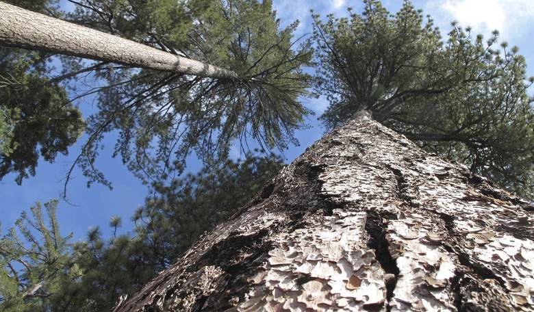 A Woman Married a Tree in Order to Save It From Destruction...Wait, What? 