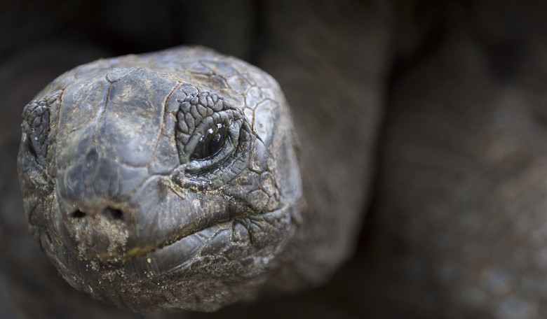 California Woman's Tortoise Videos Go Viral, but Is It Just About the Tortoise?