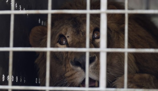 Ideological Diversity = Victories in the Animal Welfare Movement 