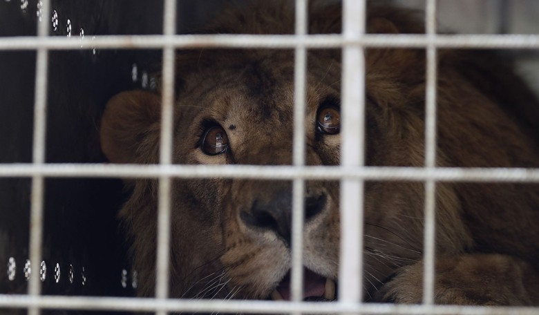 Ideological Diversity = Victories in the Animal Welfare Movement 
