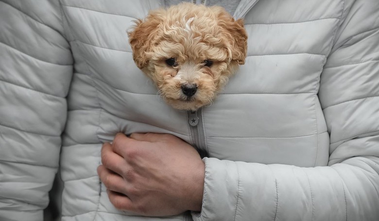 Puppies and Kittens Trump the Constitution