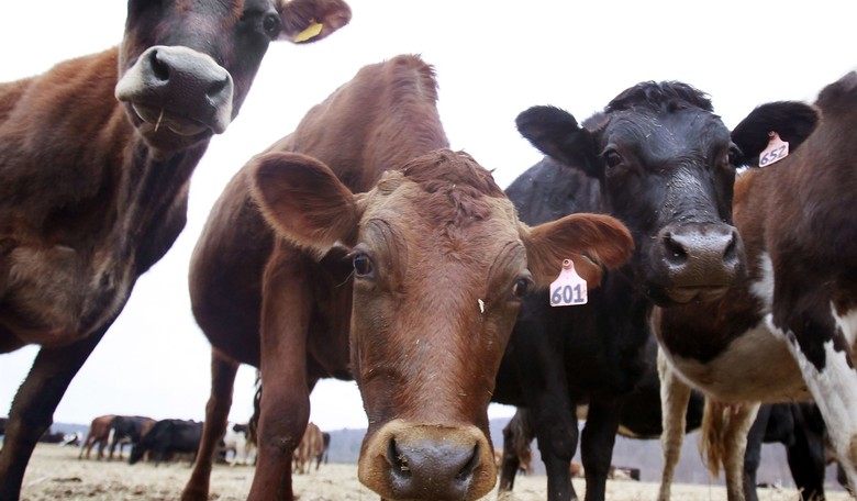 Study: Green New Deal Would Destroy America’s Dairyland