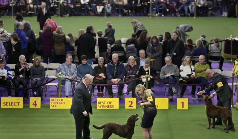 And the Winner for 'Best in Show' Is... 