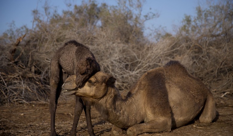 In Saudi Camel Beauty Contests, Botox Is Off-Limits