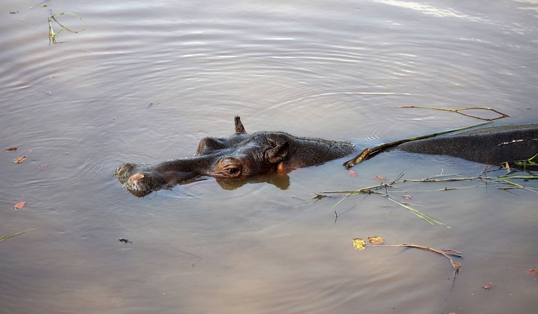 The Drug Lord Died. The Hippos Multiplied.