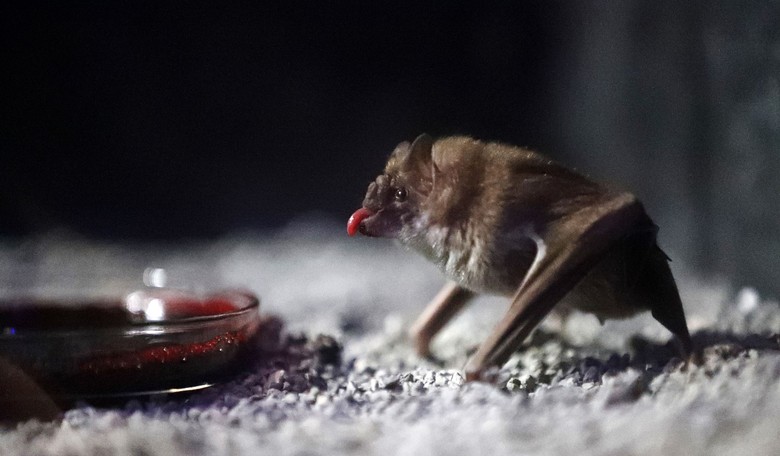 Shocking. 'Vampire Facials' Can Be Dangerous