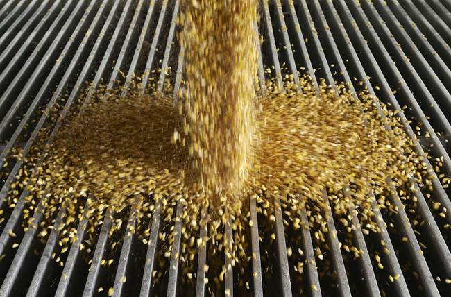 India Should Abandon Its Ethanol Illusion