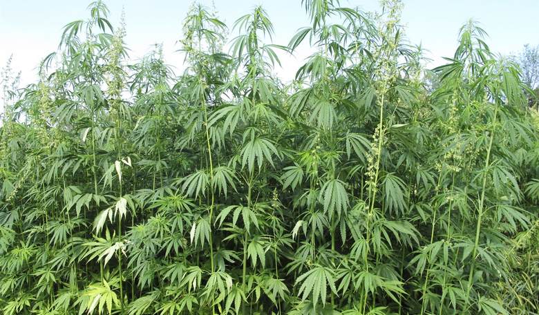 Evil Weed or Good Cash Crop?