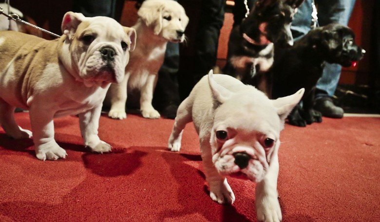 CDC Has New Social Distancing Guidelines For Pets