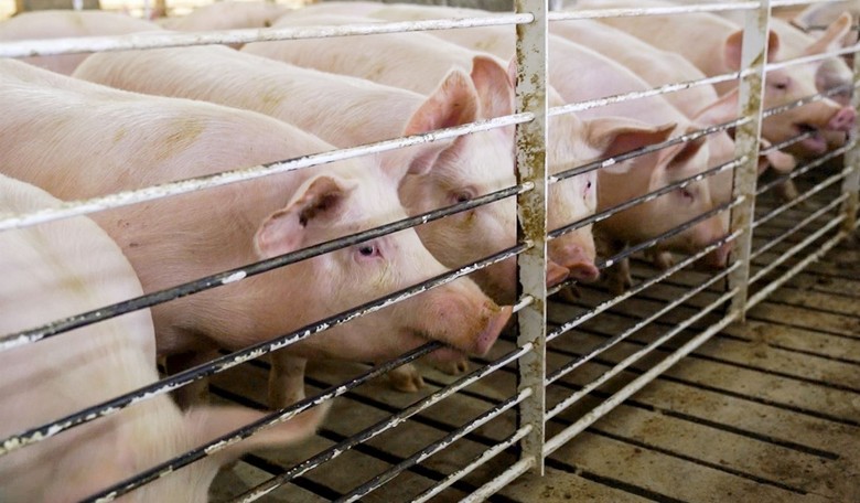 Here's the Pork Buffet Traitor GOP Senators Signed Off On With This Infrastructure Deal