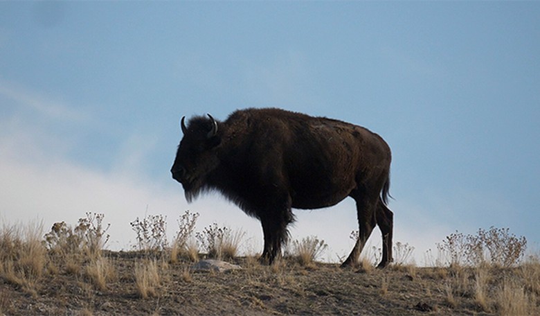Grandfather Recovering After Scary Encounter With a Yellowstone Bison