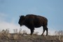 Grandfather Recovering After Scary Encounter With a Yellowstone Bison