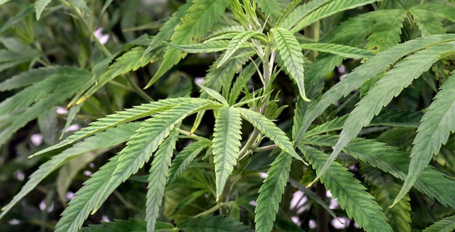 Marijuana Users Remain in Legal Limbo After SCOTUS Decision