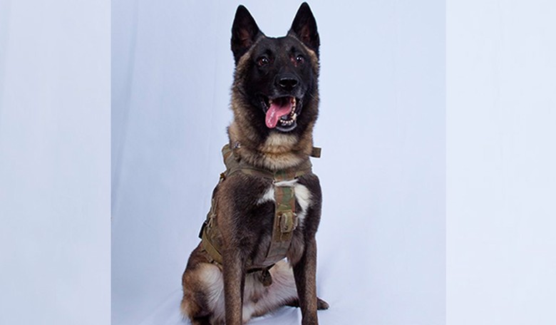Journalists Lose Their Minds After Trump Tweets a Meme About the Heroic Dog from ISIS Raid