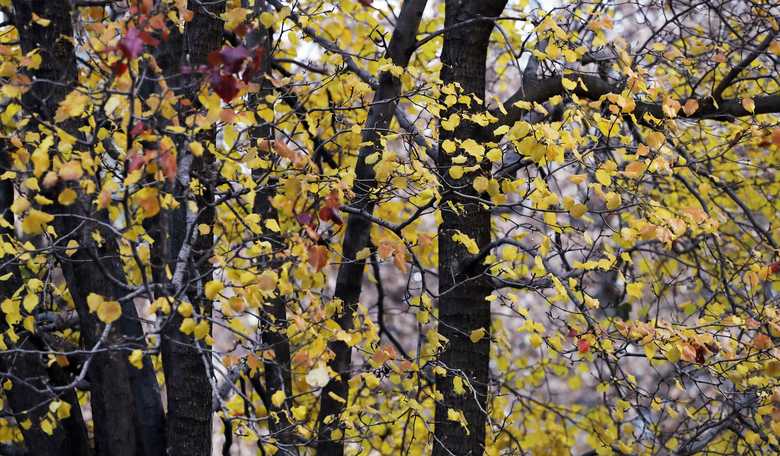Canada Woman Claims to Be 'Ecosexual,' Falls in Love With Tree