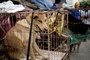 Investigators Find 177 Dead Dogs With Gunshot Wounds at 'No Kill' Animal Rescue