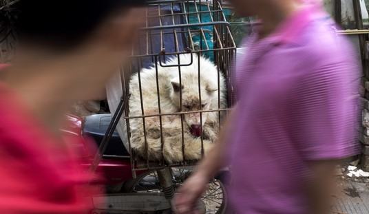 Seven Stolen Dogs Escape Chinese Butcher Truck