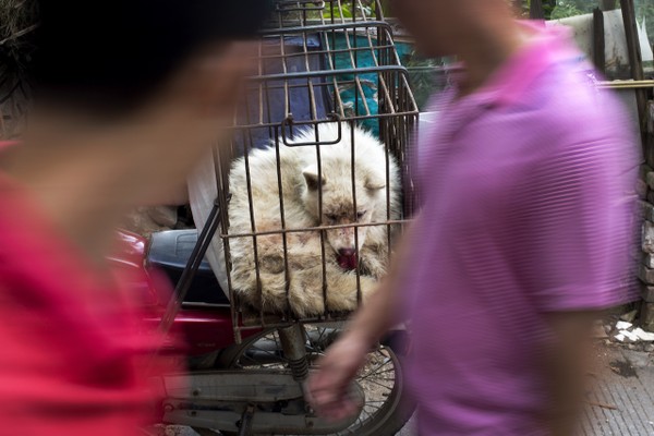 Seven Stolen Dogs Escape Chinese Butcher Truck