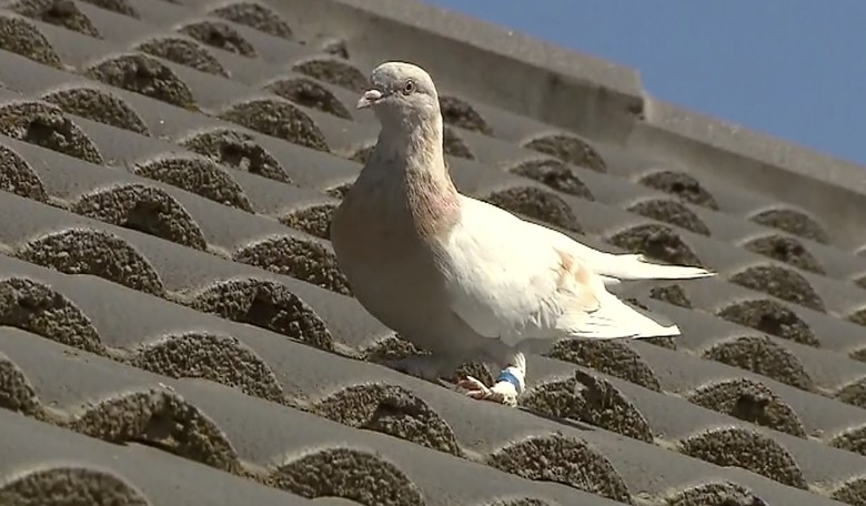 West Coast, Messed Coast™— What Do This Pigeon and Hunter Biden Have in Common?