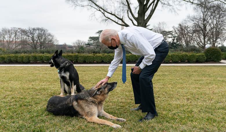 Will Biden Ban Assault Dogs?