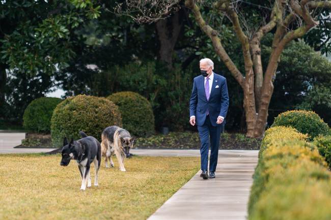 'Inconsiderate, Entitled and Lousy,' Biden Family Criticized Over Their Dog's Aggressive Behavior - Vimarsana News