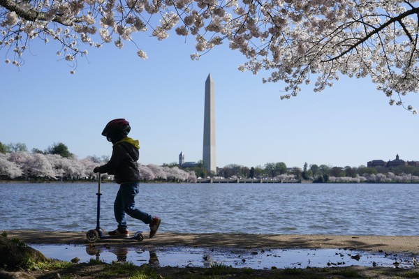 What Trump Might Have Done to the Tidal Basin Beaver Vandals