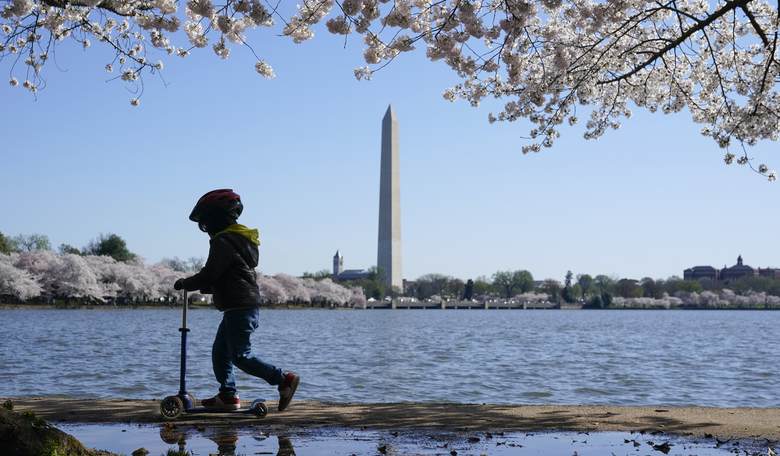 What Trump Might Have Done to the Tidal Basin Beaver Vandals