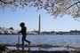What Trump Might Have Done to the Tidal Basin Beaver Vandals