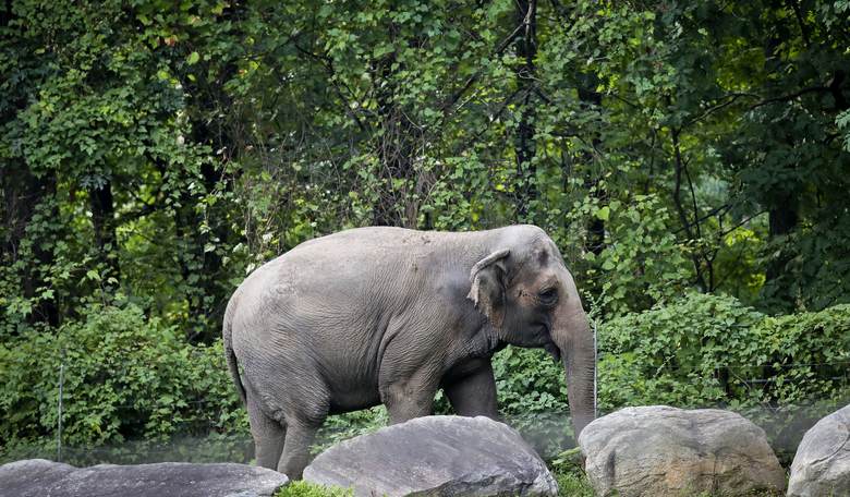 The National Zoo Just Euthanized One of Their Elephants. Guess What Her Name Was.