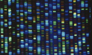 Intelligent Design Bears Good Scientific Fruit in the Study of 'Junk DNA'
